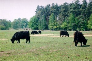 Galloways